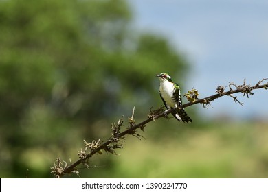 diederik cuckoo bird in Kruger national park,,South Africa