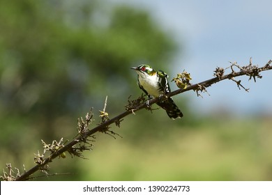 diederik cuckoo bird in Kruger national park,South Africa