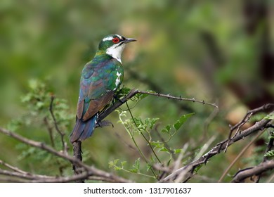 The Diederik cuckoo (Chrysococcyx caprius), formerly dideric cuckoo or didric cuckoo sitting in the bush with green background