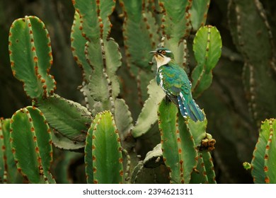 Diederik cuckoo - Chrysococcyx caprius, formerly dideric or didric cuckoo, bird in the Cuculiformes, glossy green small bird on the green cactus in african savanna or woodland.