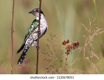 Diederik Cuckoo In South Africa