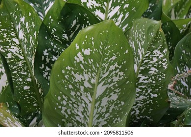 Dieffenbachia (also called daun bahagia, bunga bahagia, dumb cane, mother-in-law's tongue, Dieffenbachia seguine, dumbcane, tuftroot) with a natural background. This plant poisonous