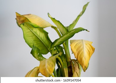 Dieffenbachia Camilla (dumb cane) with yellow leaves and brown spots - Shutterstock ID 1639147054