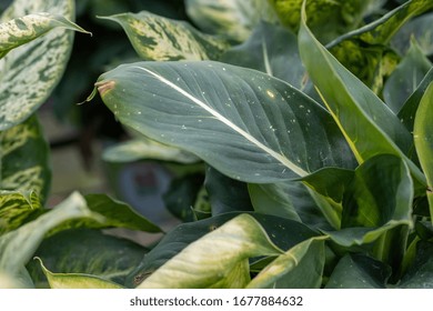 Dumbplant Images, Stock Photos & Vectors | Shutterstock