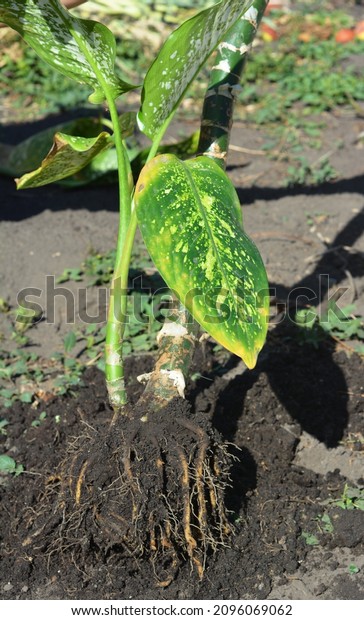 Dieffenbachia growing and propagation. Dieffenbachia\
(dumb cane) plant propagation by dividing, or splitting the root\
ball.  