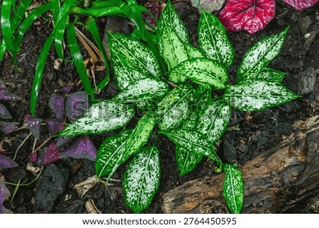 Dieffenbachia maculata with patterned leaves covered in water drops. The plant grows on damp ground next to an old piece of wood