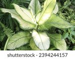Dieffenbachia maculata Rudolph Roehrs leaf plant on farm for sell are cash crop
