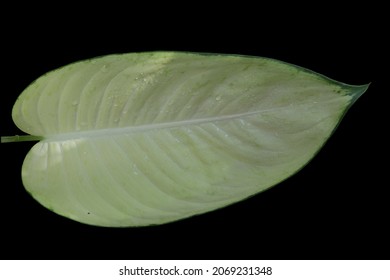 Dieffenbachia Seguine, Dumb Cane, Dumbcane Marianne Has Pale Yellow Leaf With Green Edge, Paddle-shaped. It's  Big Leaf, Growing In The Ornamental Garden. On Black Background, Isolated, Clipping Path.