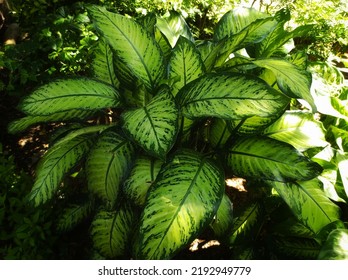 Dieffenbachia seguine, dumbcane, or tuftroot or "Sri Rejeki" is a species of Dieffenbachia native to the tropical Americas - Shutterstock ID 2192949779