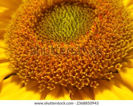 Dieses Bild zeigt eine Makroaufbahme einer Sonnenblume in voller Blüte. Die Blume ist groß und leuchtend gelb. Die Sonnenblume ist eine einjährige Pflanze, die in warmen Klimazonen beheimatet ist.