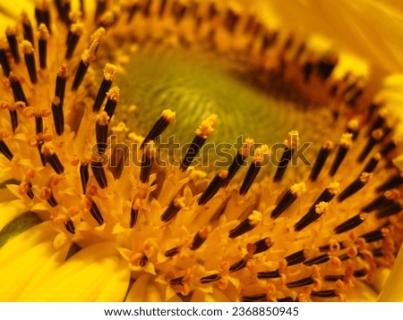 Dieses Bild zeigt eine Makroaufbahme einer Sonnenblume in voller Blüte. Die Blume ist groß und leuchtend gelb. Die Sonnenblume ist eine einjährige Pflanze, die in warmen Klimazonen beheimatet ist.