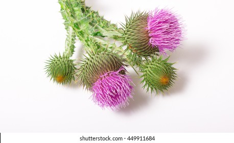 Dietary supplement - fresh thistle with flowers (Silybum marianum, Scotch Thistle, Marian thistle ) isolated on white background.