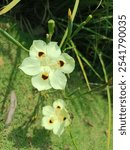 Dietes Bicolor shurb three eyes in one flower