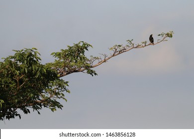 Difference beautiful Posture of bird top of branch 