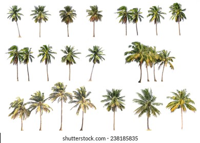 Difference Of Coconut Tree Isolated On White.