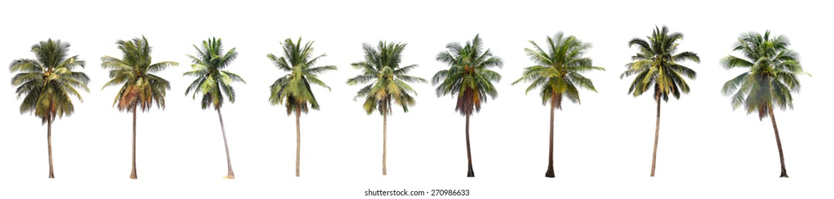 Difference Of Coconut Tree Isolated On White