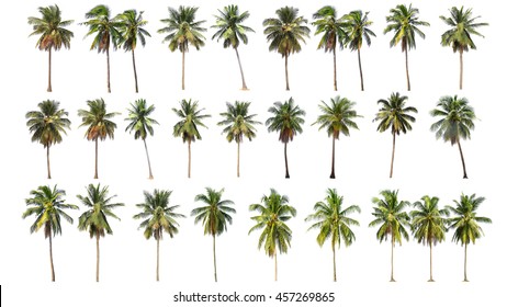 Difference of coconut tree isolated on white