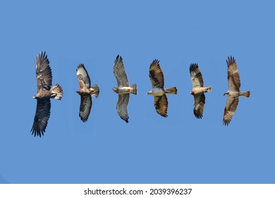 Differences betwen golden eagle, common buzard, short-toed eagle, bonelli's eagle, boated eagle and osprey