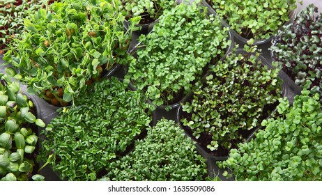 Differend types of  Mixed Microgreens in trays on grey background. Top view