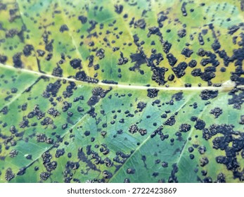 different abstract pattern on leaves