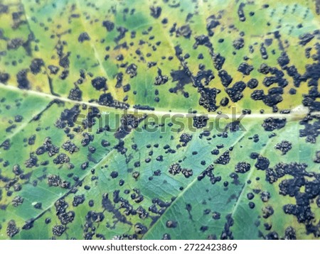 different abstract pattern on leaves