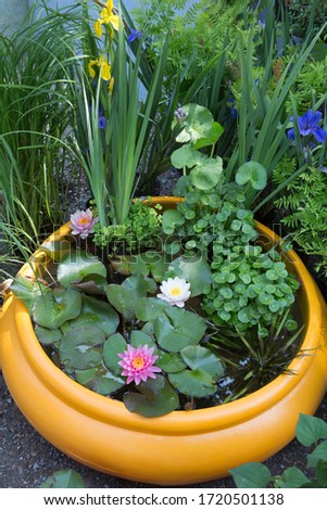 Different acquatic plants in a yellow container pond. Natural background