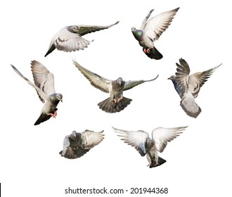 different actions of flying pigeon isolated on white background