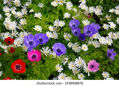 Different anemones in a spring flower bed, poppy anemone (Anemone coronaria De Caen variety) and winter windflower (Anemone blanda White Splendour variety), Schleswig-Holstein, Germany - Powered by Shutterstock