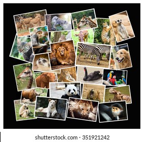 Different Animal Collage In The Zoo