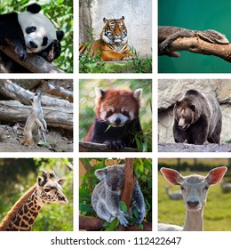 9,564 Wild Animal Collage Images, Stock Photos & Vectors | Shutterstock