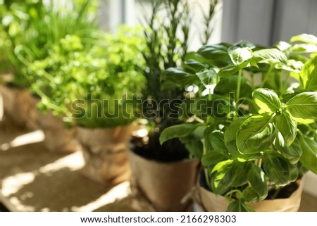 Different aromatic potted herbs near window indoors, closeup. Space for text