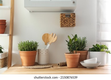Different aromatic potted herbs on wooden table indoors