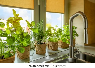 Different Aromatic Potted Herbs On Window Sill Near Kitchen Sink