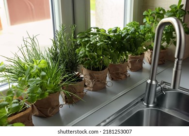 Different Aromatic Potted Herbs On Window Sill Near Kitchen Sink