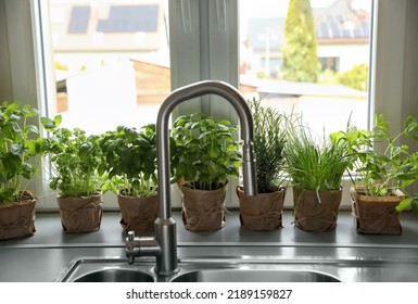 Different Aromatic Potted Herbs On Window Sill Near Kitchen Sink