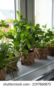 Different Aromatic Potted Herbs On Window Sill Indoors