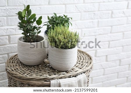 Different aromatic potted herbs on wicker basket near white brick wall