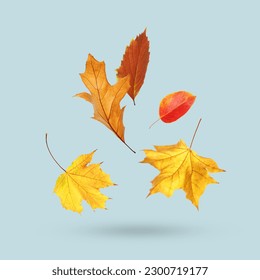 Different autumn leaves falling on pale light blue background