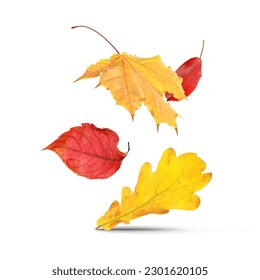 Different autumn leaves falling on white background - Powered by Shutterstock