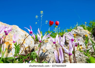 Different beautiful and delicate flowers on blue sky background. Flower on blue sky