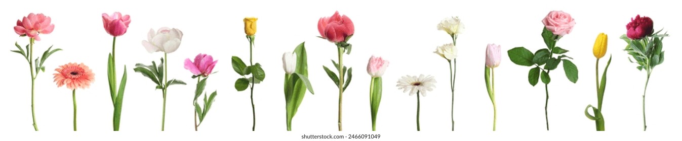 Different beautiful flowers isolated on white, set - Powered by Shutterstock