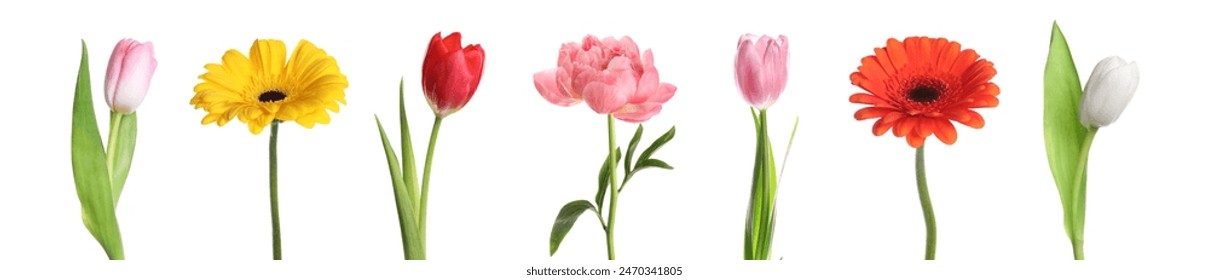 Different beautiful flowers isolated on white, set