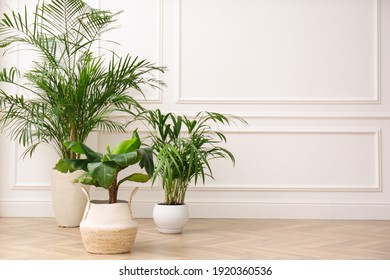 Different beautiful indoor plants on floor in room, space for text. House decoration