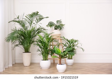 Different beautiful indoor plants in room, space for text. House decoration - Shutterstock ID 1915321519