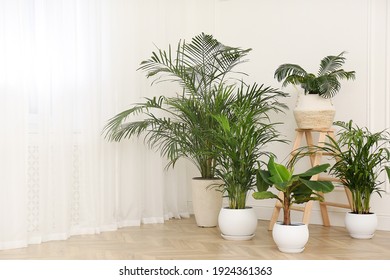 Different beautiful indoor plants in room, space for text. House decoration - Shutterstock ID 1924361363