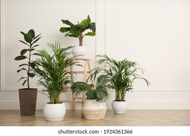 Different beautiful indoor plants in room. House decoration - Shutterstock ID 1924361366
