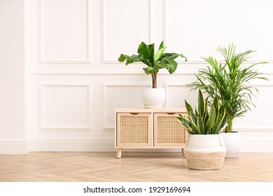 Different beautiful indoor plants and wooden commode near white wall in room. House decoration