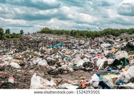 different birds on illegal dump (landfill)