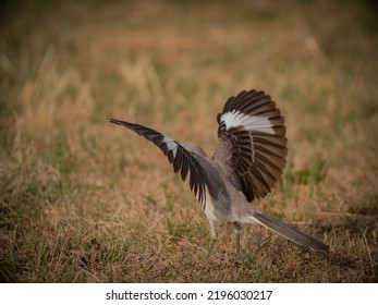 Different Birds, Wing Span And Head Nod