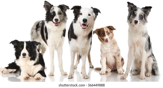 Different Border Collie Dogs Stock Photo 366449888 | Shutterstock